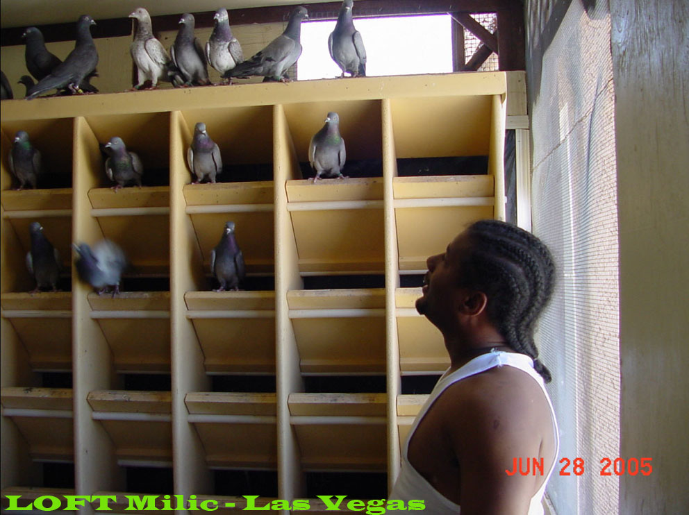 Tipplers in Las Vegas - Nebojsa Milic - Engleski tipleri